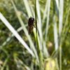 Fragile équilibre. Au jardin.Lise Jaloux